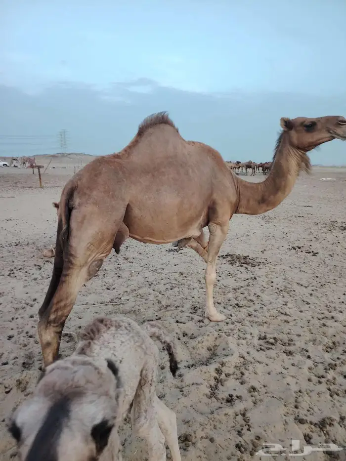 خلفة (رقم 1) 0