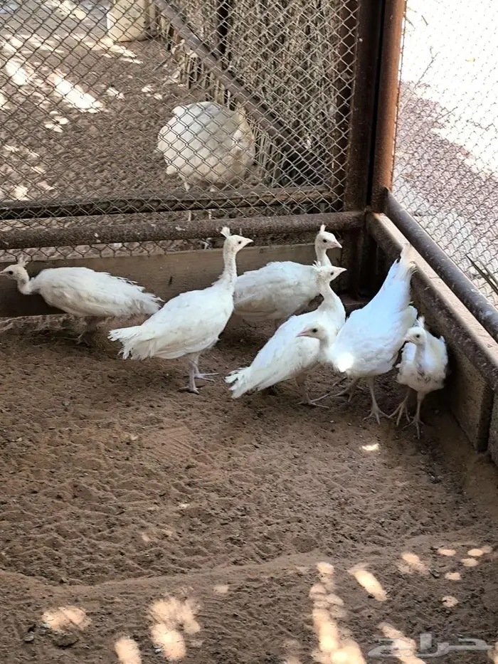 فروخ طاووس أبيض 2