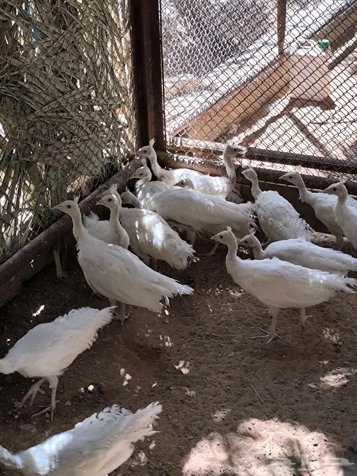 فروخ طاووس أبيض 1