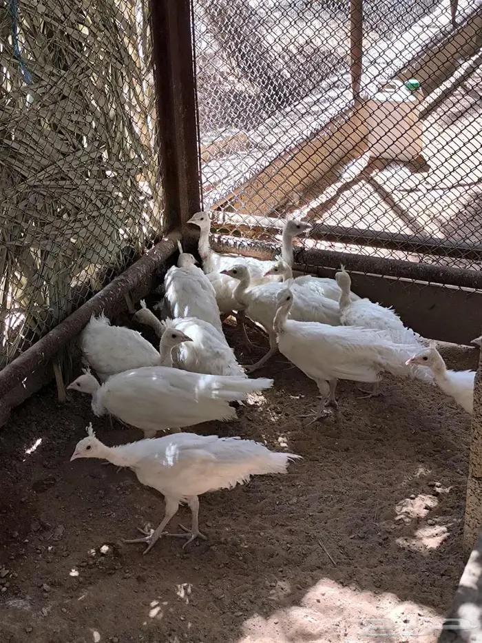 فروخ طاووس أبيض 0