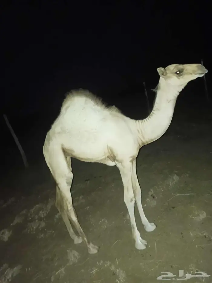 بكره للبيع 0