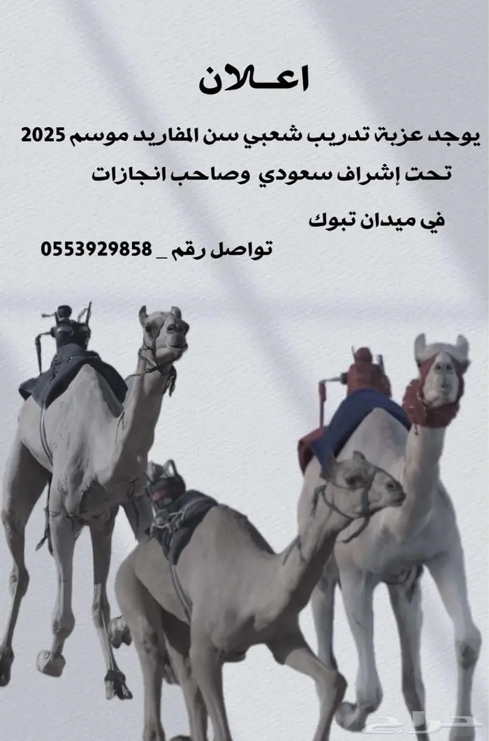 تبوك 0