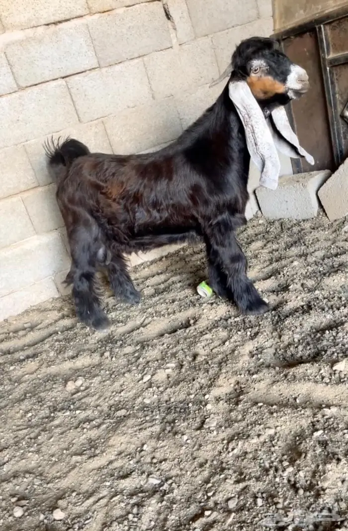 مشاريع عوارض اصل معرفه تعاريف قويه 1