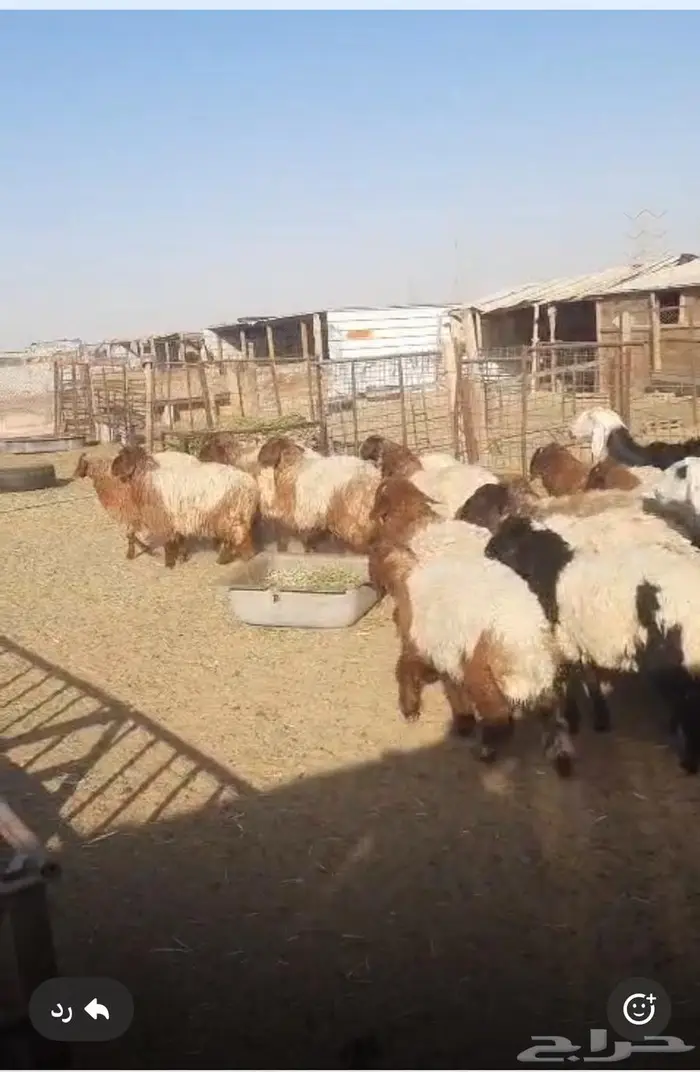 جذعات نعيم طيبات فل شحم جمله او تفريد 0