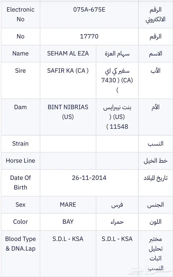 فرس مصرية 4