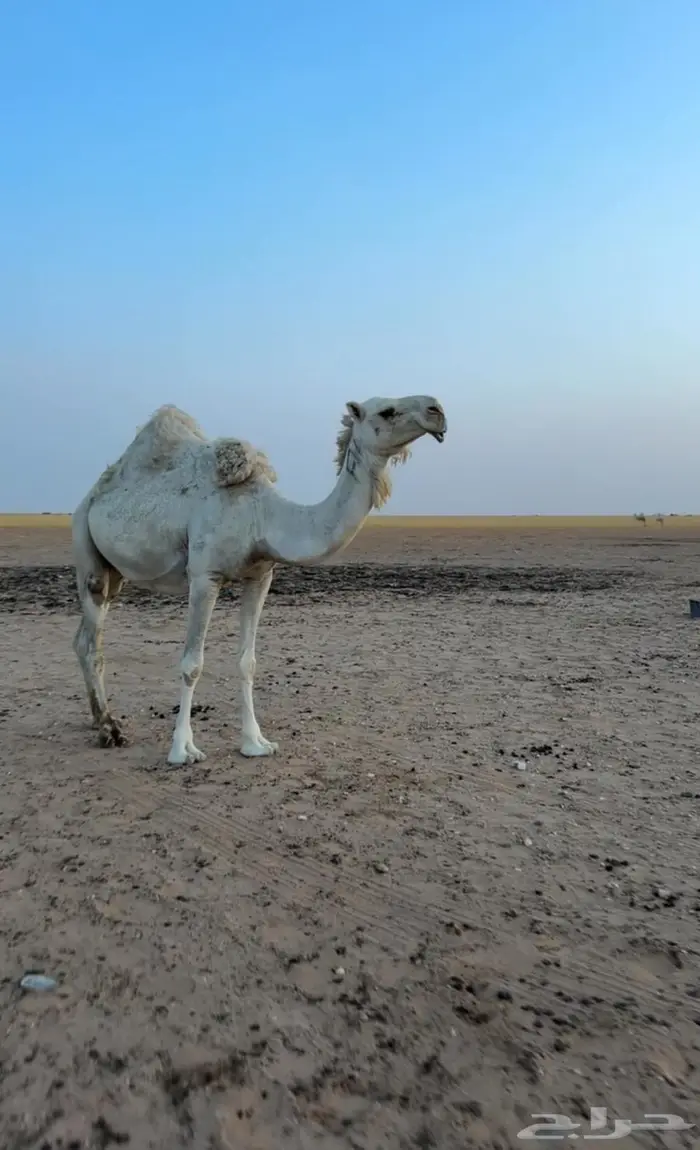 نياق وضح كفو لقحات على فحل الظفيري 5