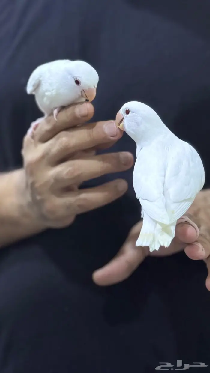 طيور روز اثنين هدد 7