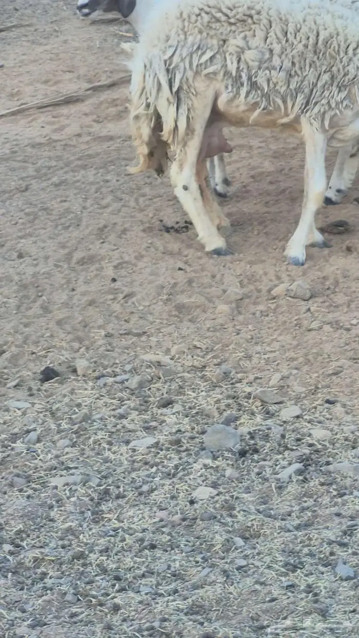 رخل رباع للبيع 1