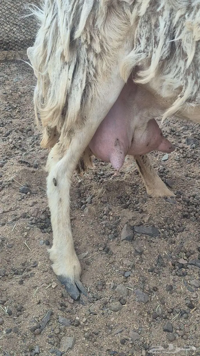 رخل رباع للبيع 2