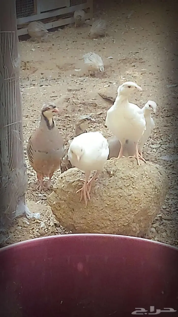 حجل روسي ابيض (تم البيع ) 0