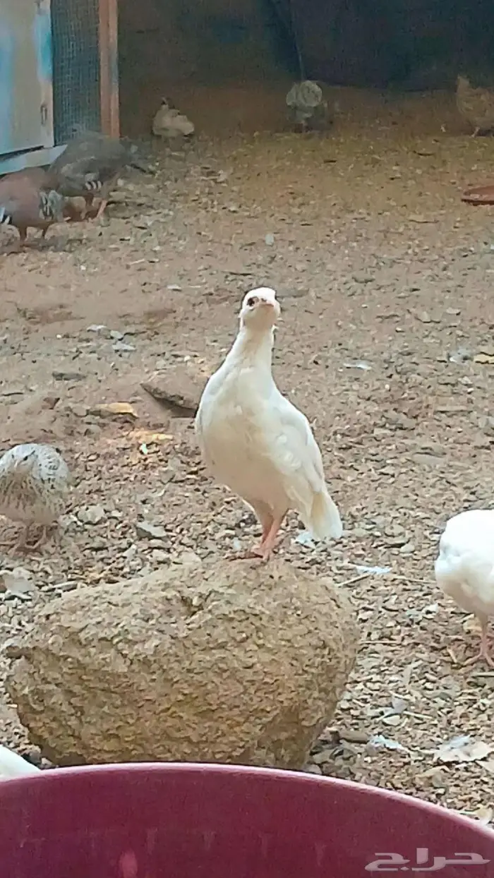 حجل روسي ابيض (تم البيع ) 3