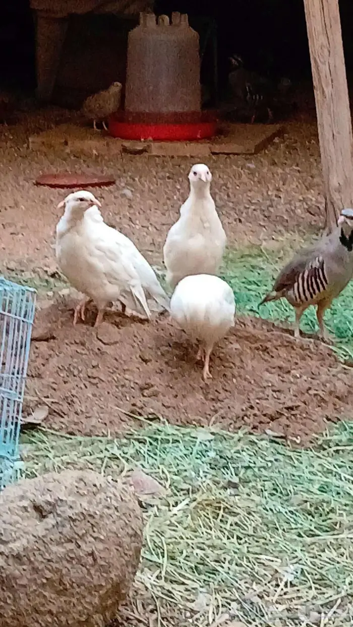 حجل روسي ابيض (تم البيع ) 1