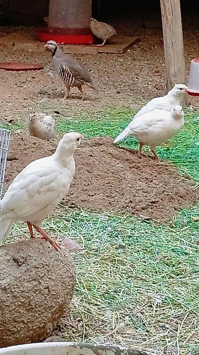 حجل روسي ابيض (تم البيع ) 2