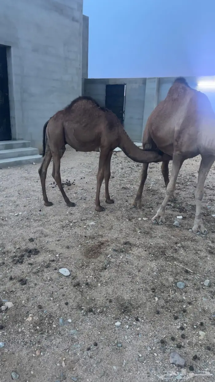 للبيع قعود على الحليب 1
