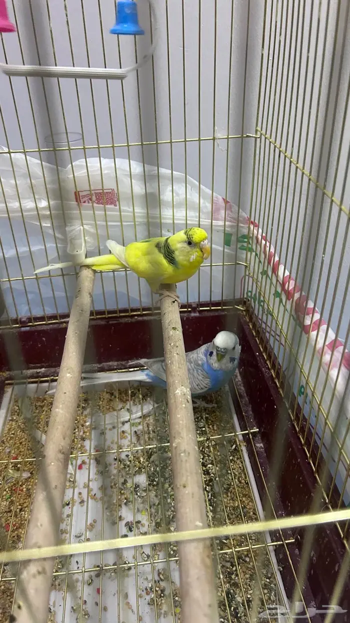 عصافير بادجي 1