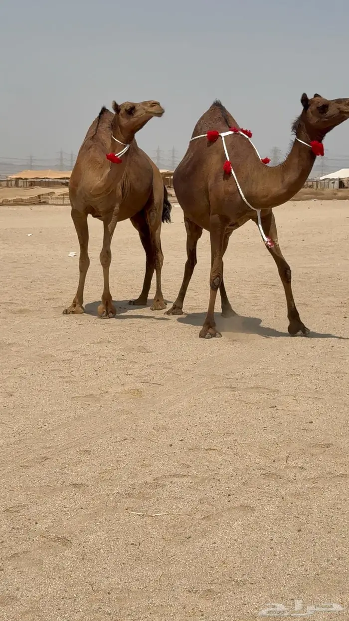 ثنتين بكار ملاقيات سواحل 0