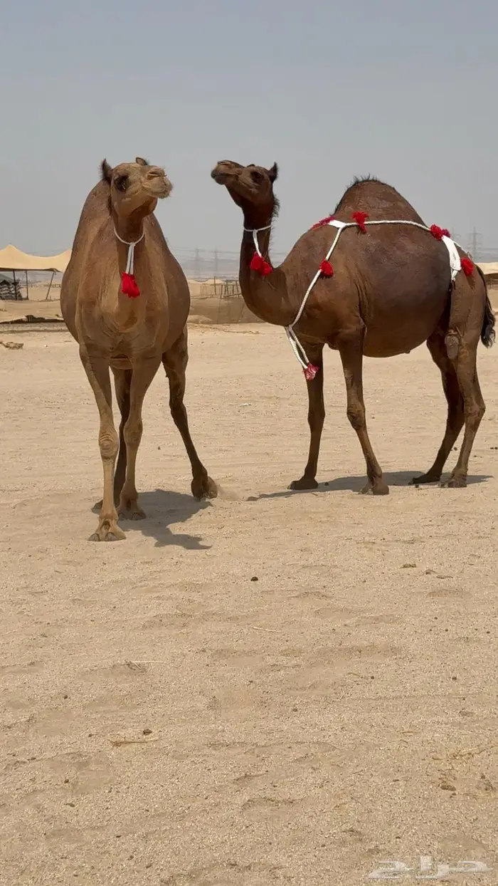 ثنتين بكار ملاقيات سواحل 4