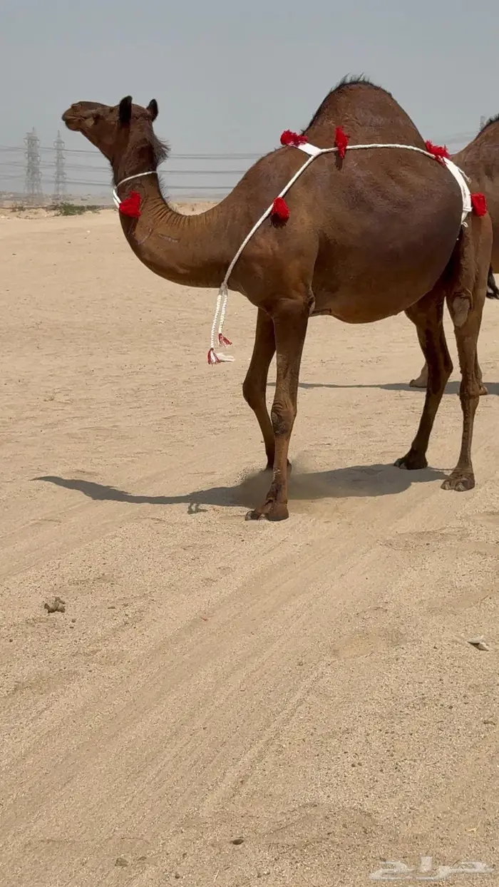 ثنتين بكار ملاقيات سواحل 6