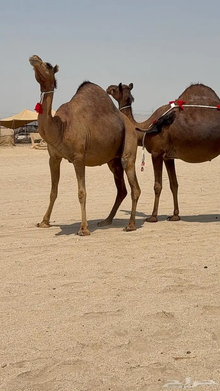 ثنتين بكار ملاقيات سواحل 5