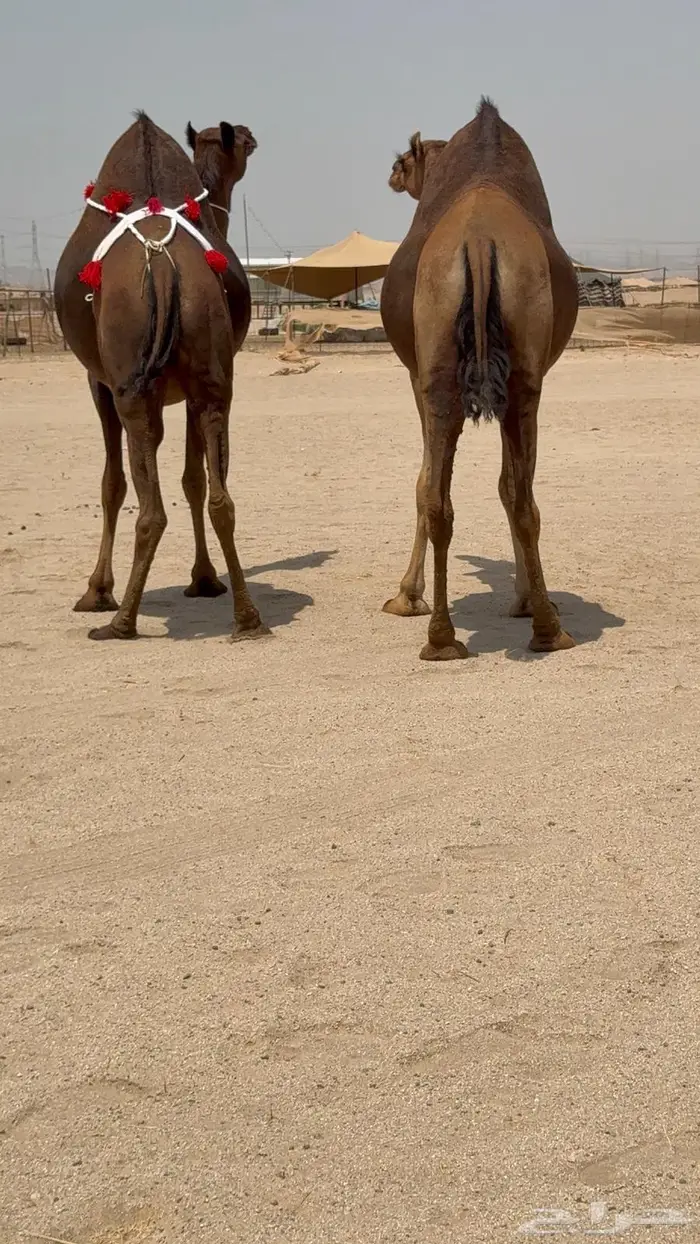 ثنتين بكار ملاقيات سواحل 3