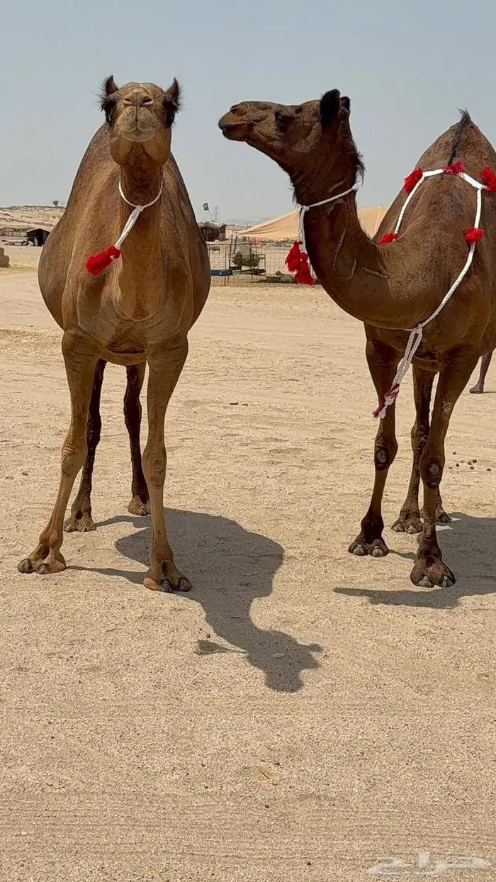 ثنتين بكار ملاقيات سواحل 11