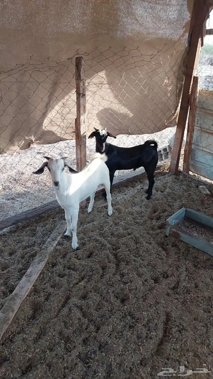 تيوس ذبايح ثلاجه 0