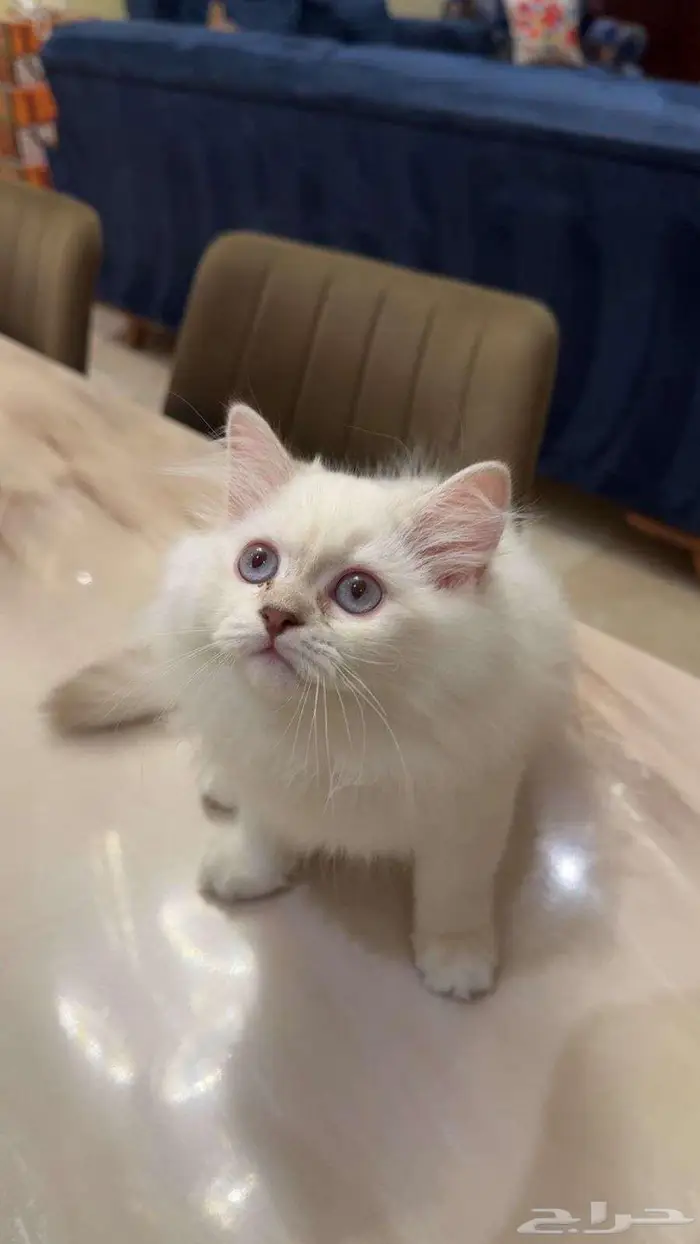 قطط كتنز صغار للبيع 3