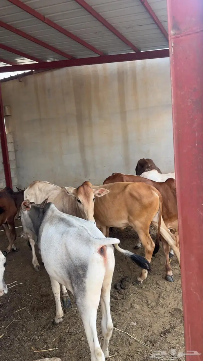 عجول للبيع 1