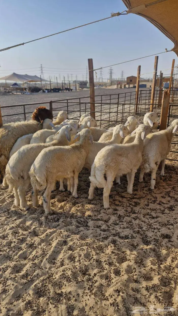 ذبايح نعيم حري نعيم تيوس سواكن 0