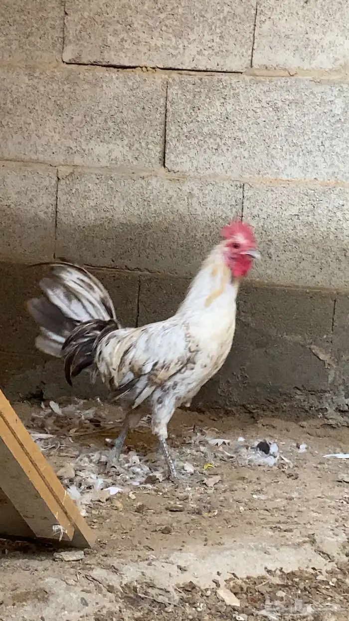 دجاج 0