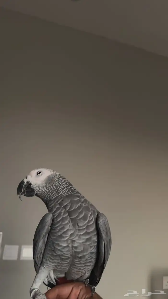 كاسكو كبتن كلام 1