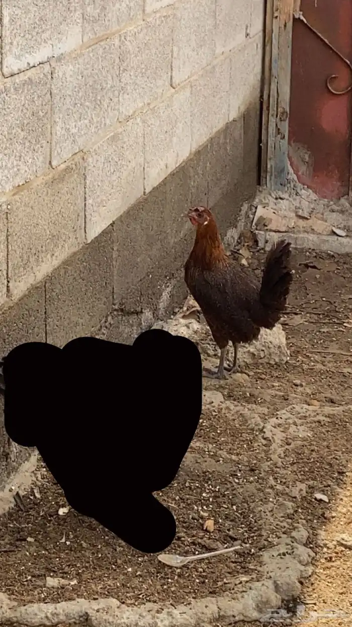 دجاج 1