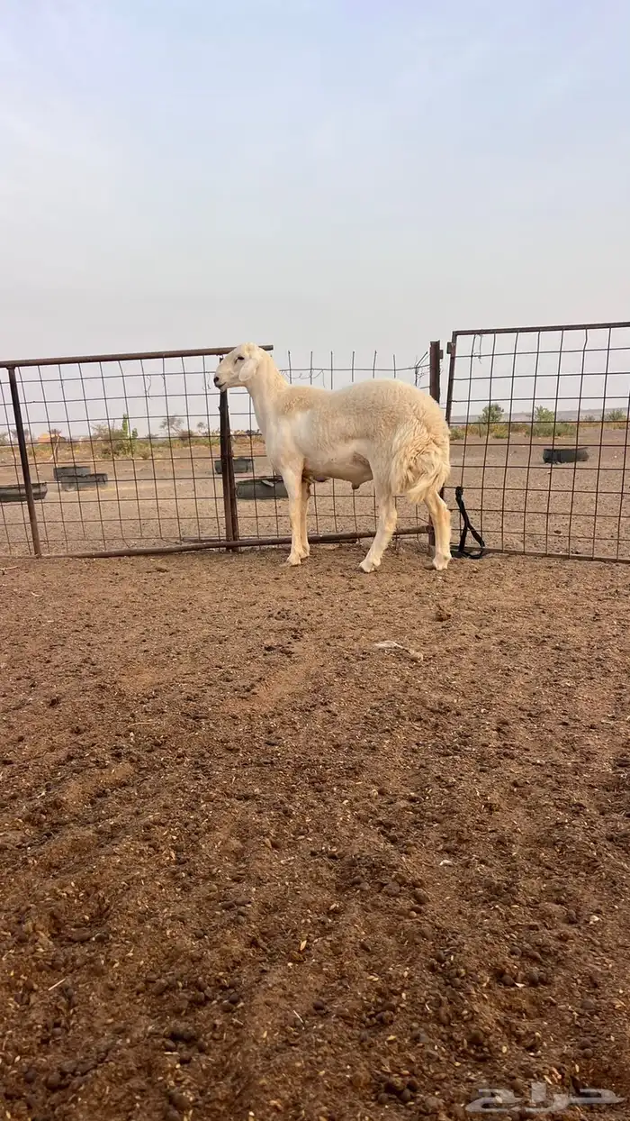 للبيع جذع مشروط 2