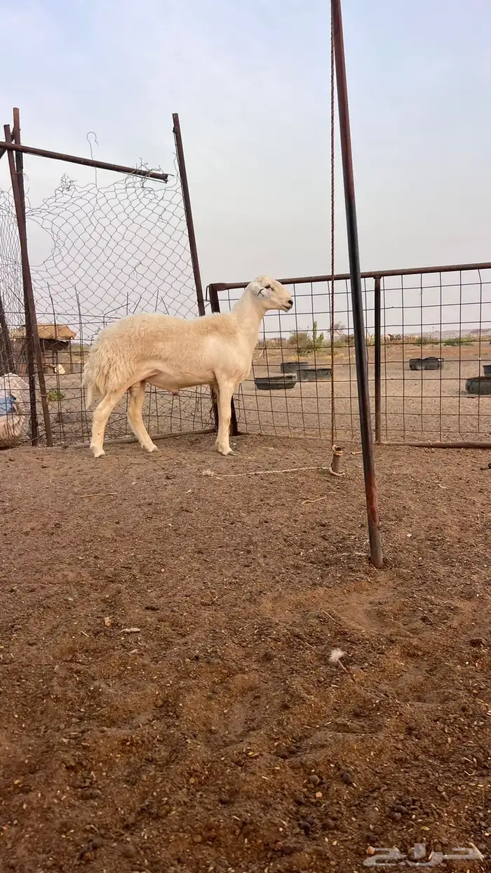للبيع جذع مشروط 1