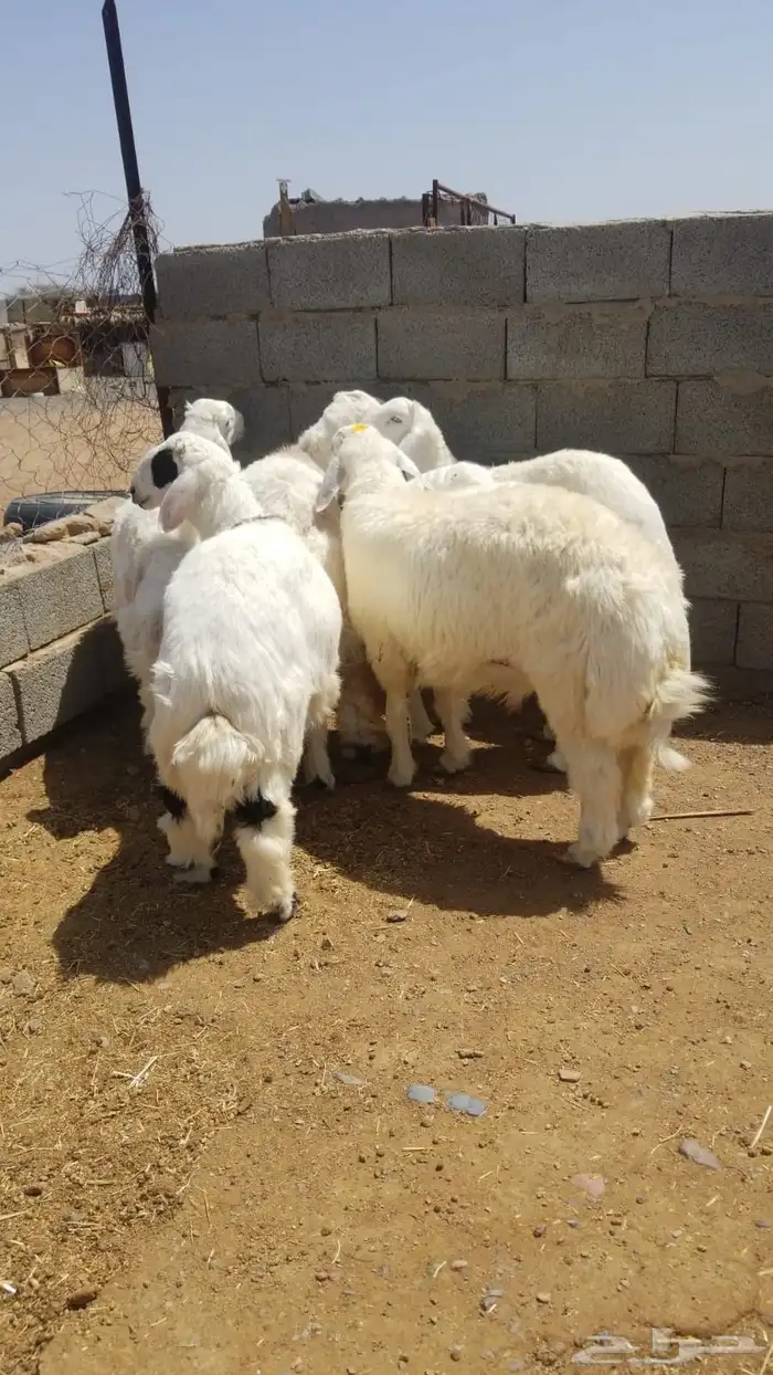 طليان جذعان جبرة 1