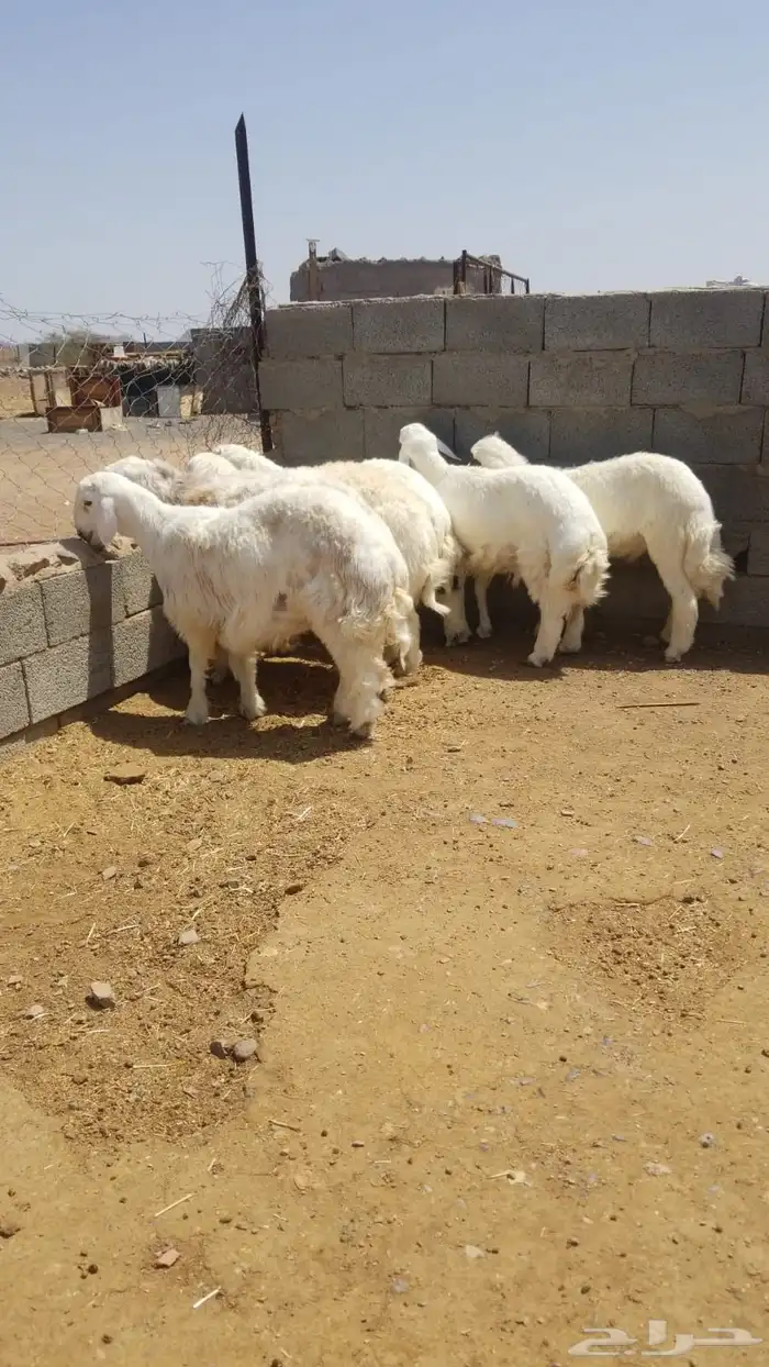 طليان جذعان جبرة 0