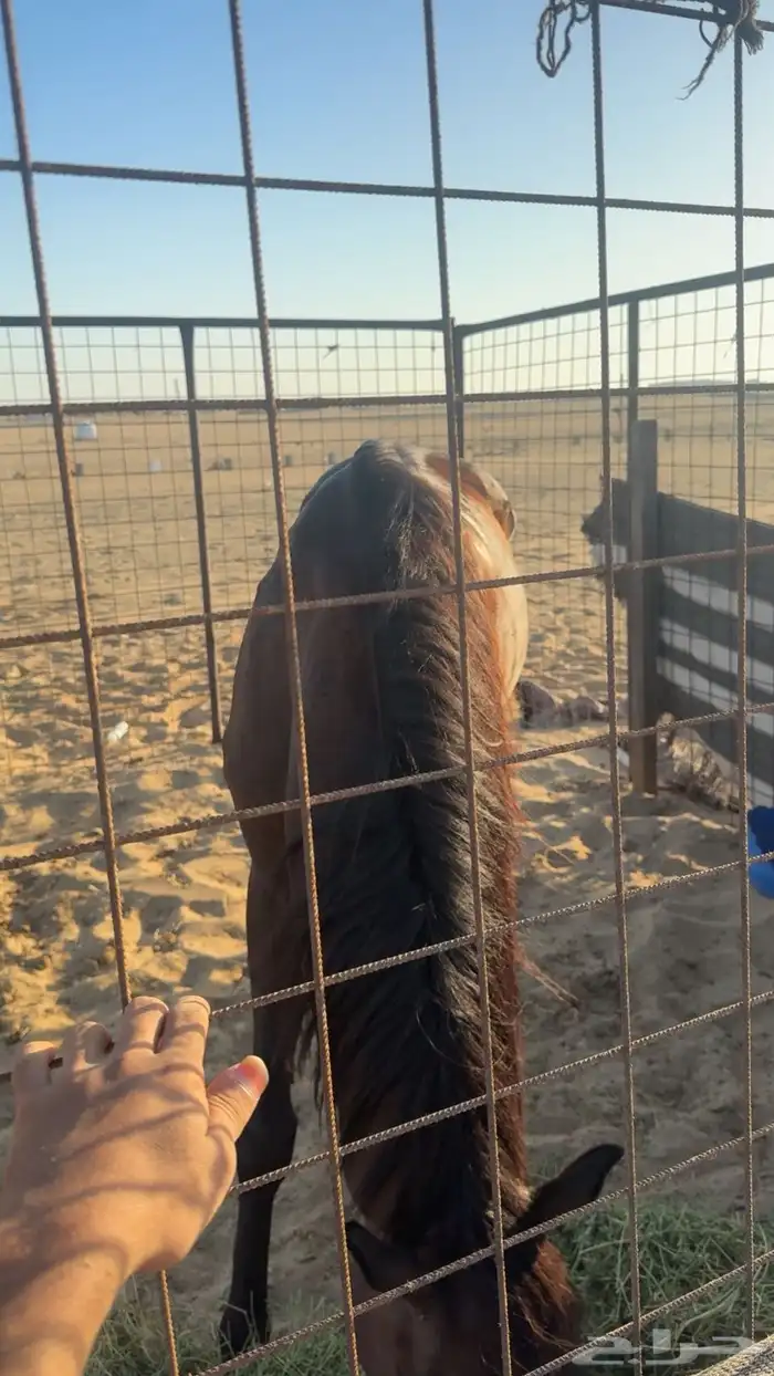 خيل للبيع 1