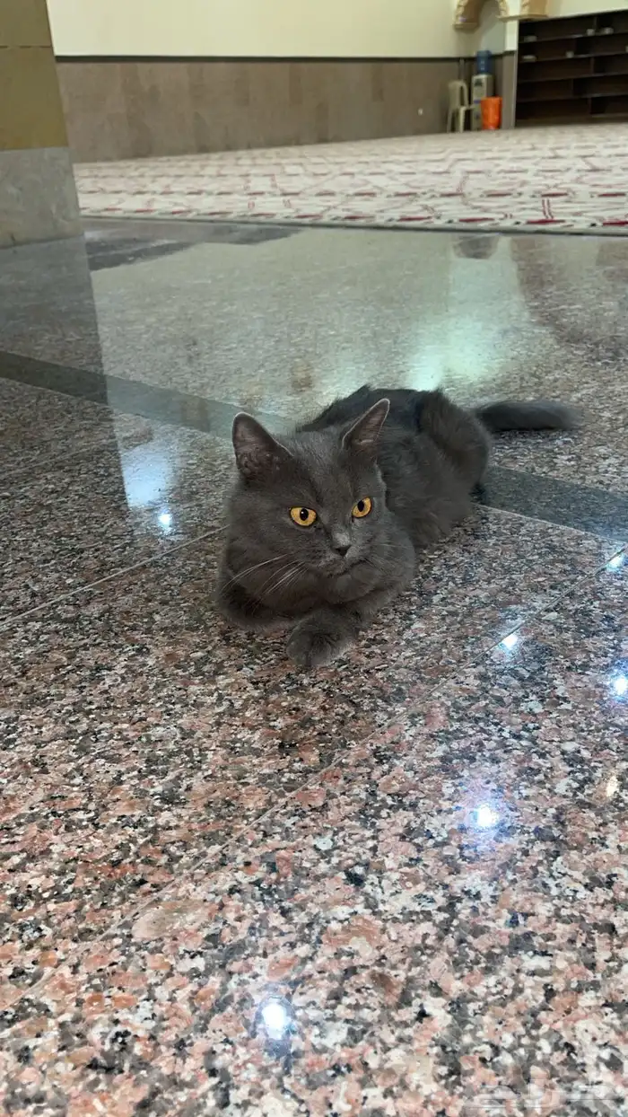قط وجدت قط 0
