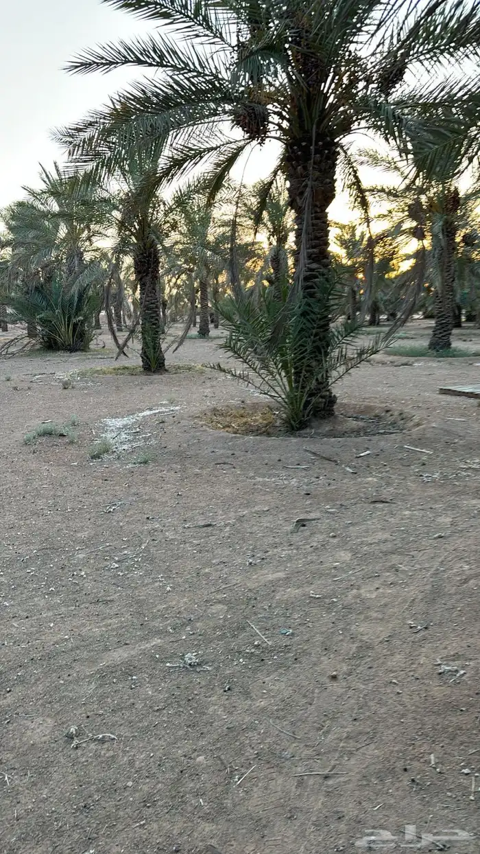 نخل متنوع للبيع التواصل مع الرقم 0