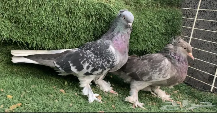 اجواز اتراك 4