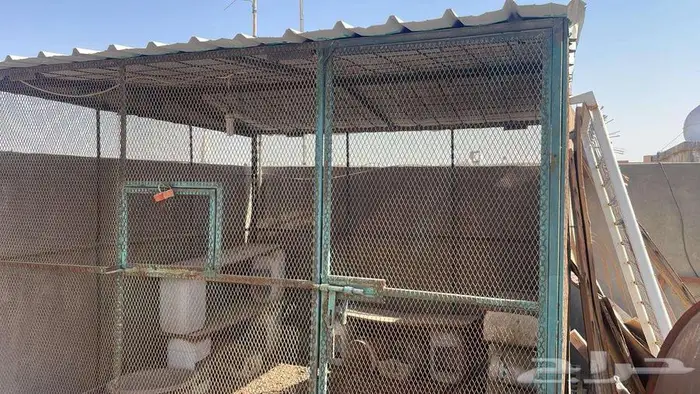 يوجد قفص دجاج 0