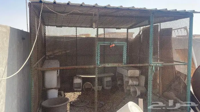 يوجد قفص دجاج 1