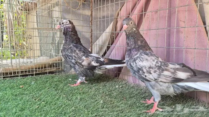 حمام قطايف قلابي لوت وقلب 49