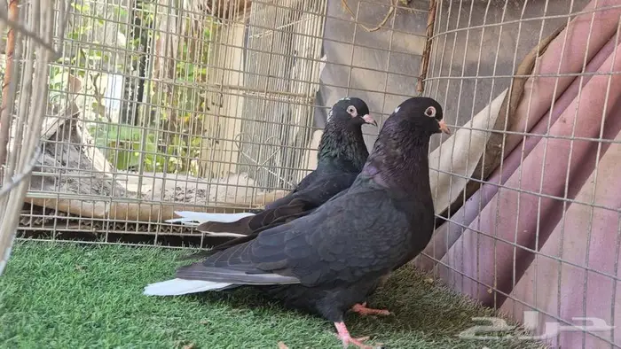 حمام قطايف قلابي لوت وقلب 48