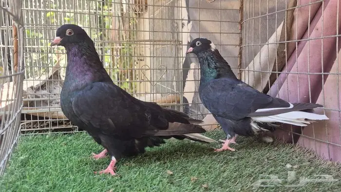 حمام قطايف قلابي لوت وقلب 45