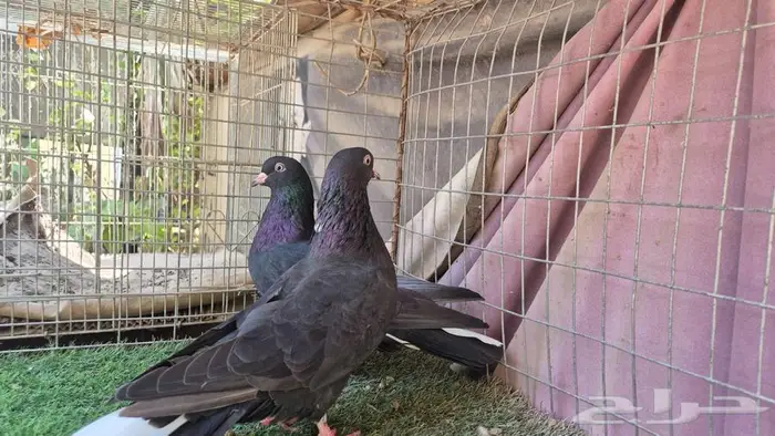 حمام قطايف قلابي لوت وقلب 33