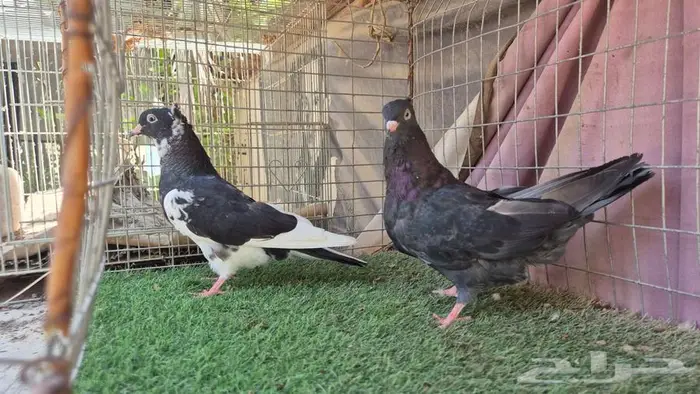 حمام قطايف قلابي لوت وقلب 11