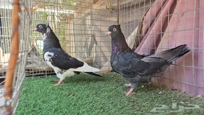حمام قطايف قلابي لوت وقلب 9