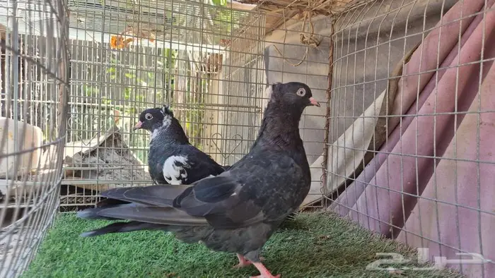 حمام قطايف قلابي لوت وقلب 8
