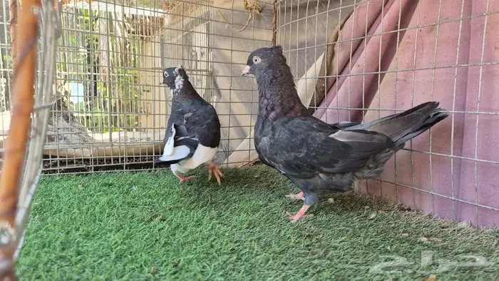 حمام قطايف قلابي لوت وقلب 4